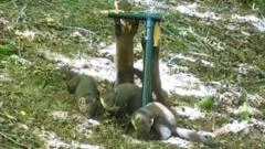 Birth of pine marten kits 'a fantastic sign'