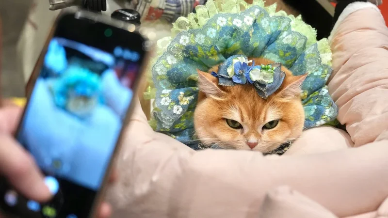Need a robo pet buddy? Feline ginseng? The Hong Kong Cat Expo has got you covered