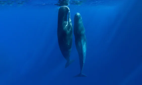 How Do Sperm Whales Keep Their Massive, Wax-Filled Heads Beneath the Waves as They Sleep?