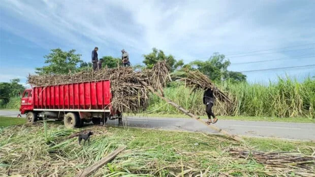 Over 1,000 Negros sugarcane farmers get emergency aid amid infestation