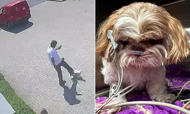 Posties DEFEND Royal Mail worker who kicked a blind Shih Tzu 'like a football' before she died