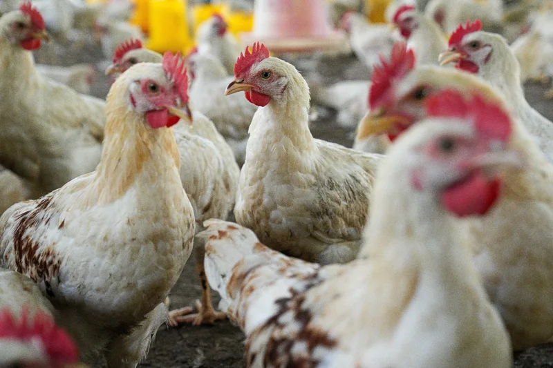 How intensive poultry farming accelerated the evolution of Campylobacter