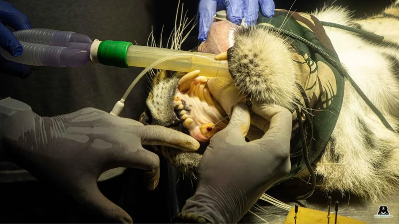 Rare root canal surgery to save canine tooth of Bengal Tiger at Bannerghatta Biological Park in Bengaluru