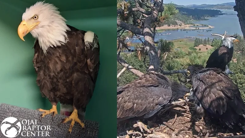 Bald eagle Jackie out of ICU, but not out of danger