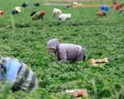 New survey reveals fears of US farm workers amid Trump’s immigration raids