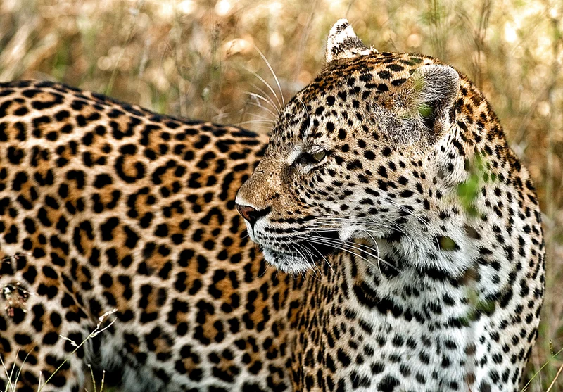WILDLIFE POLICY: The problem with South Africa’s ‘problem animal’ guidelines