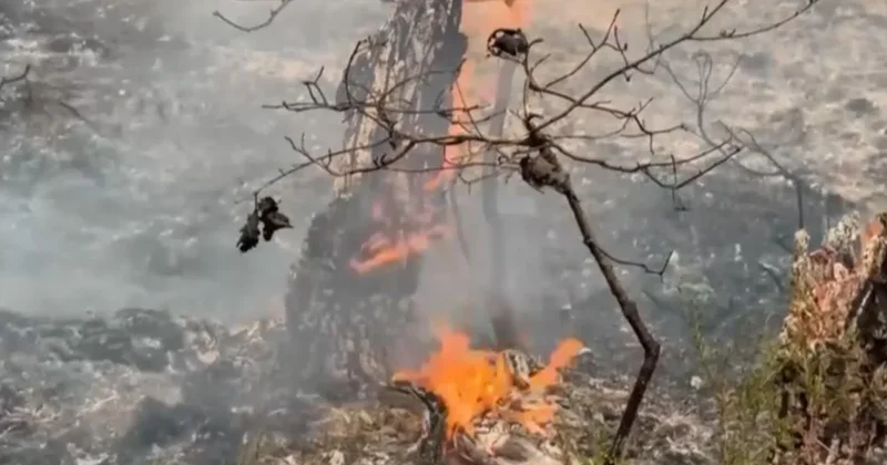 Europe facing "brunt of climate change impacts" as wildfires continue to burn, professor explains