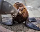 US officials investigate after video appears to show person kicking sea lion