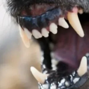 Owner of alleged Manurewa cat-killer dog Fat Boy given ban after nine infringements