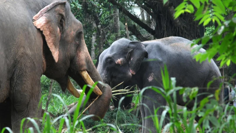 Kerala High Court seeks urgent measures to improve conditions of captive elephants at Punnathur Anakotta