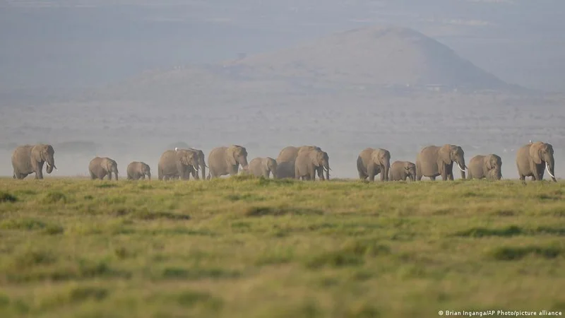 Kenya: 15 dead elephants likely poisoned by cyanide