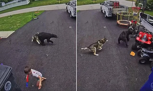 Family's heroic dog fights off bear that charged at 6-year-old boy in shocking video