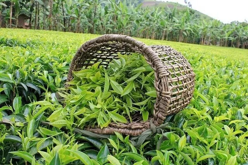 Annual tea production expected to increase by over 30%