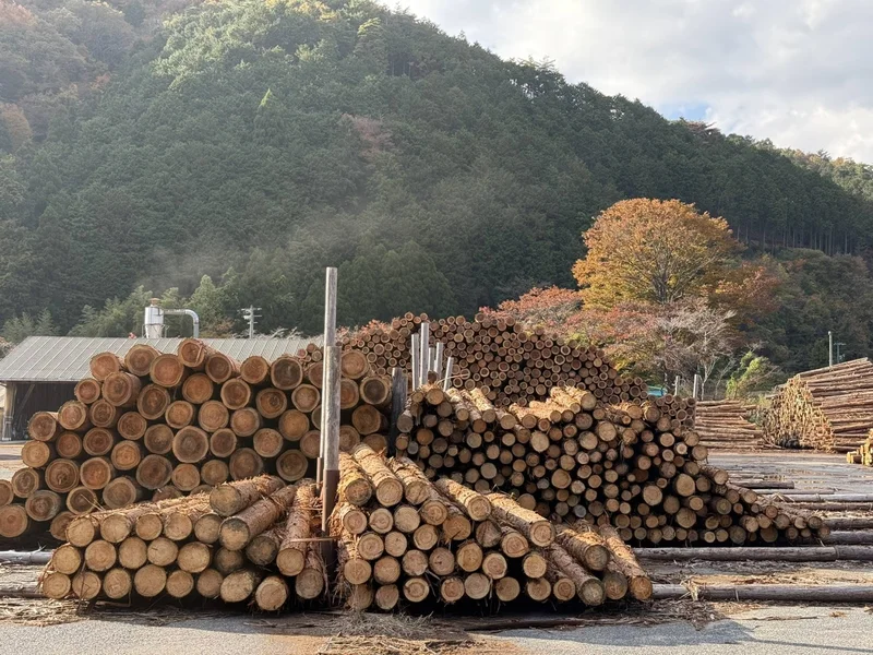 The tiny Okayama village providing Japan with a blueprint for forest management