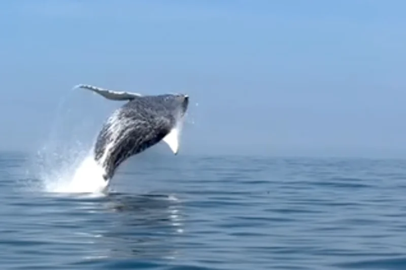 Humpback whales leap out of water off New York coast in spectacular video