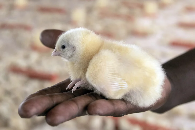 TOXIC ALARM: Zimbabwe farmers feed ARVs to chickens in bid to boost growth