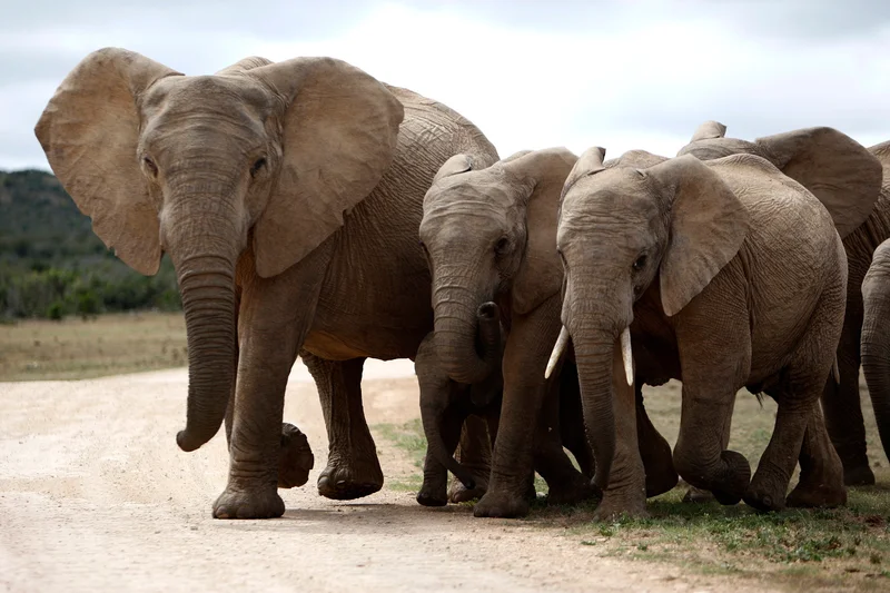 WILDLIFE CONSERVATION: Elephants do not respond to hashtags or opinion writers