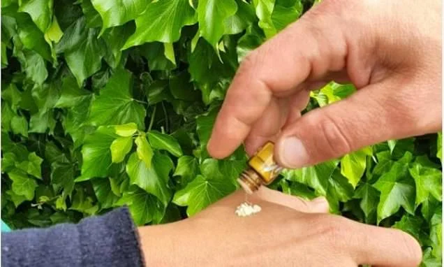 Why 'energy sniff' - a new LEGAL high compared to 'clean cocaine' - is sweeping the party scene... and heading straight to the dinner tables of the middle classes