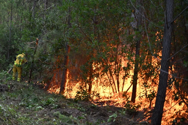 France’s forest management may need to change to prevent more wildfires in Les Landes