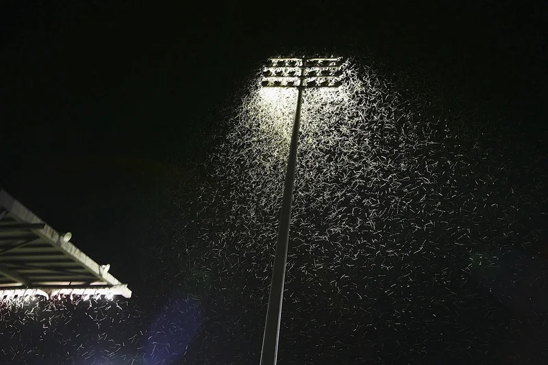 The simple change that could save millions of insect lives