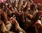 Organic eggs have worse impact on climate than eggs from caged chickens