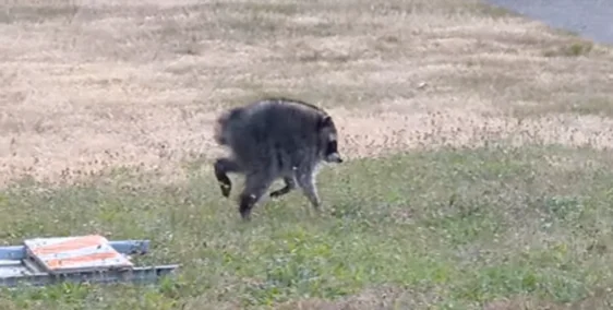 Jimothy the Raccoon Survived Against the Odds, a Testament to Sophisticated Brains and Devoted Mothers