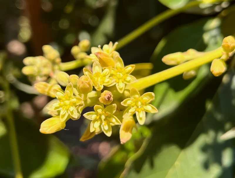Avocado flowers switch sex daily—now we know why