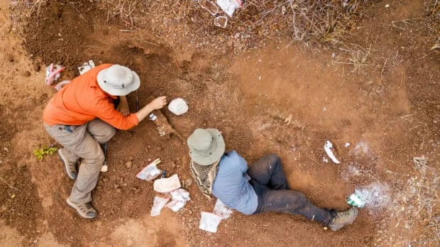 Scientists discover new dinosaur species in Zimbabwe