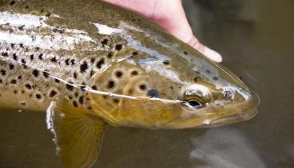 Hunter-Gatherers Brought Trout to a Norwegian Mountain Lake 7,000 Years Ago, the Earliest Known Example of Humans Translocating Fish