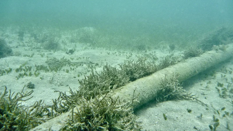Oregon will start charging service providers for undersea cables using its sea floor — millions accrued over years will go toward state schools