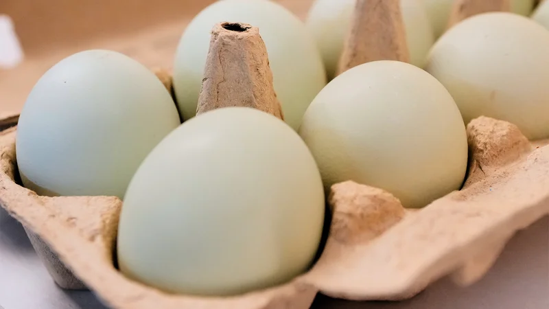 Multistate Salmonella Outbreak Tied to Eggs Has Sickened 98 People
