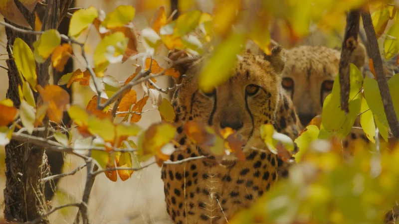 SA cheetahs moved to Zambia as conservationists warn of ‘silent crisis’