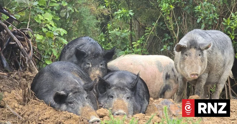 Rush to desex pigs rehomed after alleged murder as boars break in