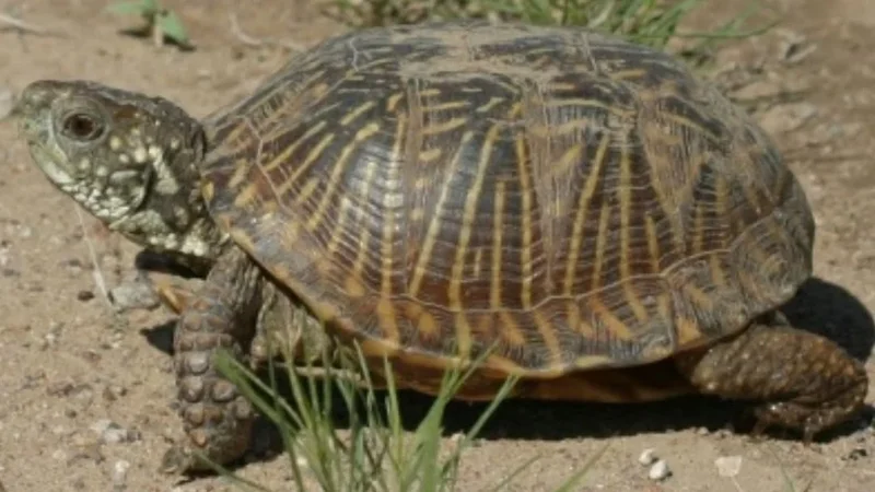 Chinese nationals plead guilty to illegally shipping turtles from US to Hong Kong