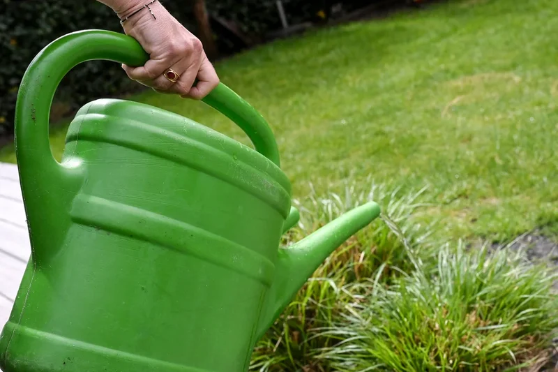 Gardening experts share 10 ways to save your plants during a hosepipe ban