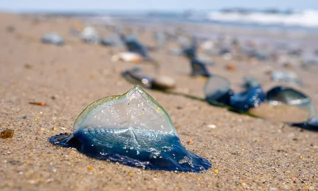 Tourists warned not to touch strange blue-tentacled creatures washed ashore on British beach