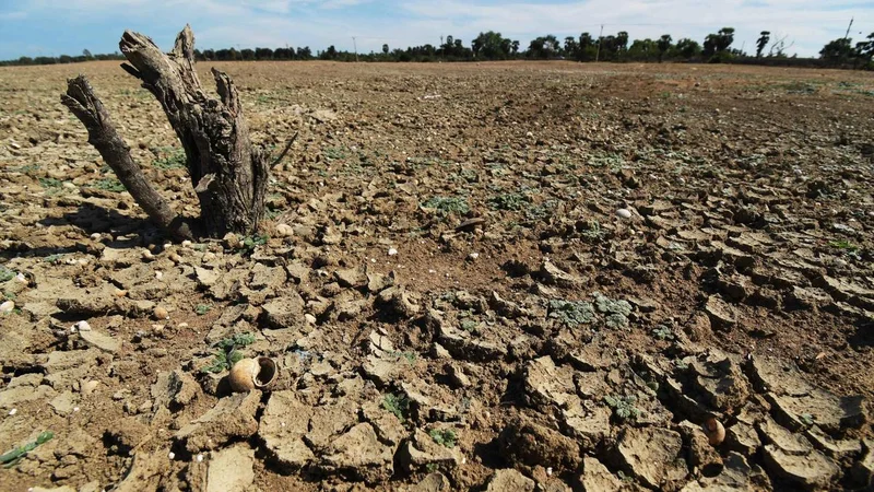 Tamil Nadu government forms Expert Advisory Committee to monitor, assess El Niño weather phenomenon