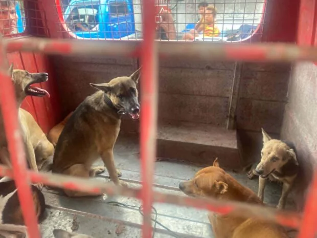3 bitten by rabid dog in Cotabato, prompting stray drive