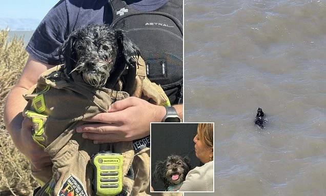 Runaway dog missing since July 4 fireworks is found swimming for her life in San Francisco Bay for an HOUR before dramatic rescue thanks to Good Samaritan's last-minute pit stop