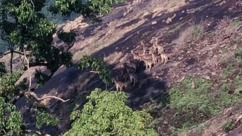 Varayattumudy emerging a thriving habitat of Nilgiri tahrs