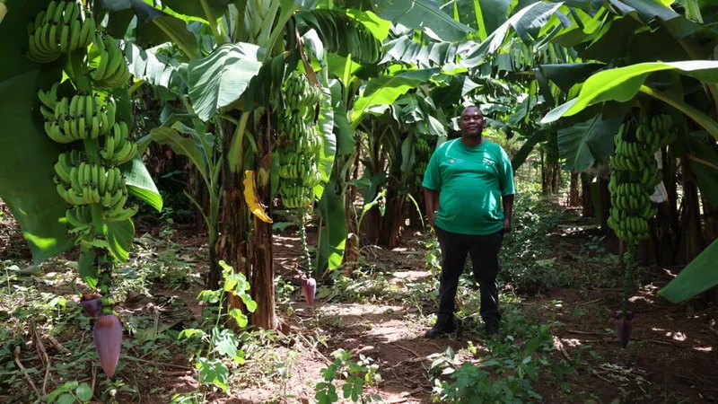 In flood-prone Malawi, bananas become a shield against erosion
