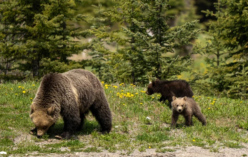 Banff hikers charged after off-leash dog encounter with grizzly bear