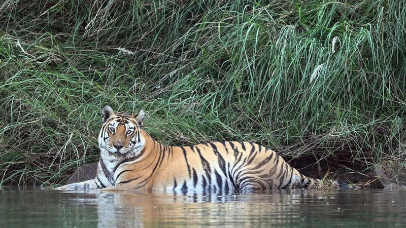 Global Tiger Day: Proud to say India is home to 70% of its global population, says PM Modi