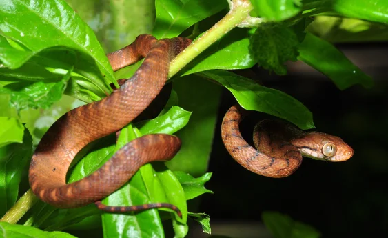 How an Inbred Snake Invader Took Over an Island Paradise