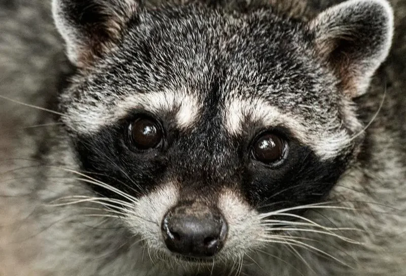 Who Is ‘Jimothy’? The Viral, Round Raccoon, Explained