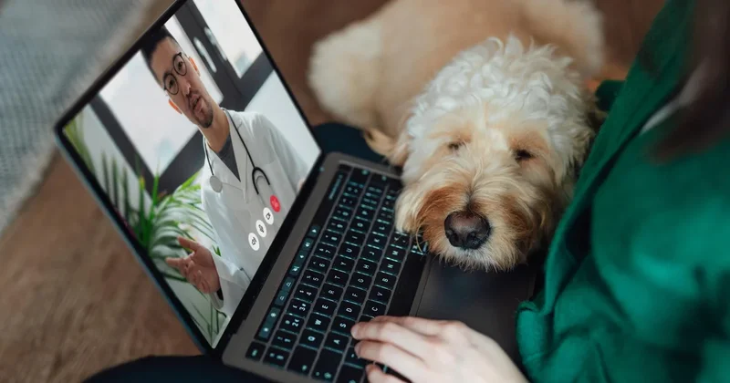 Considering tele-vet care for your pet? Here's when it makes sense (and when it doesn't)