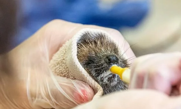 Hedgehogs and foxes are being taken to animal rescue centres with suspected heatstroke as temperatures spike across the UK