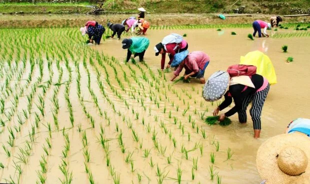 Marcos' agriculture, food security record marked by systemic failure