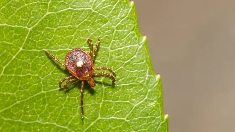 A Rare and Deadly Tick Virus With No Cure Has Taken Hold in New York