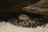 80-Million-Year-Old Snake Fossil From Brazil Offers New Clues to Why These Creatures Started Slithering